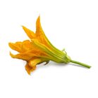 Fiore di zucca ricarica Lingot per orto Véritable