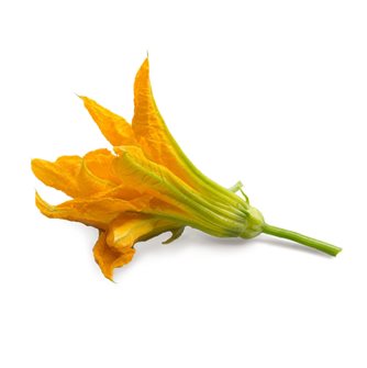 Fiore di zucca ricarica Lingot per orto Véritable